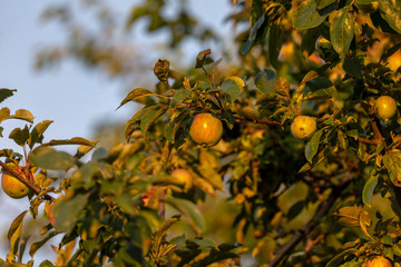 Wall Mural - The apples on the branches of a tree in the glow of the setting sun