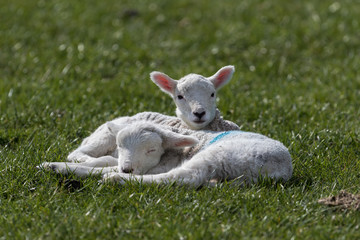 Wall Mural - lamb on green grass