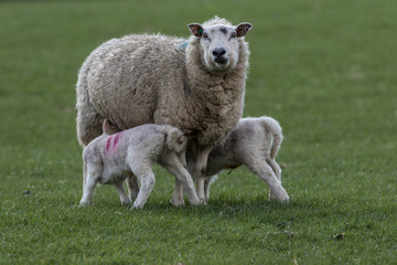 Wall Mural - sheep feeding lambs