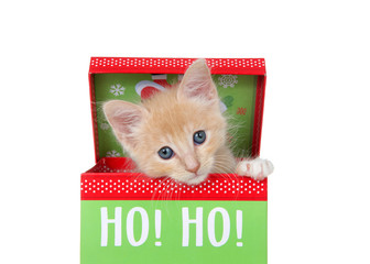 Wall Mural - Adorable orange buff tabby kitten peaking out of a colorful christmas present box isolated on white. Cute animal antics.