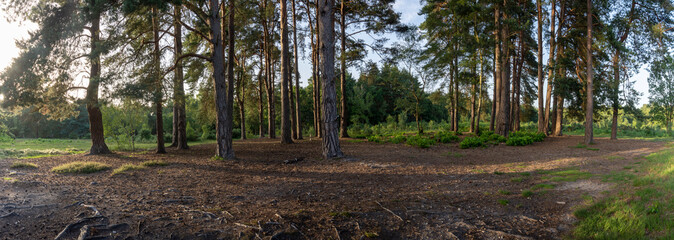 New Forest woodland in Hampshire England