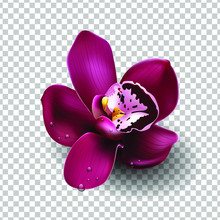 Beautiful Tropical Flower On Transparent Bacground, Orchid, Blooming, Decoration. Realistic Flower, Vector Illustration. EPS10