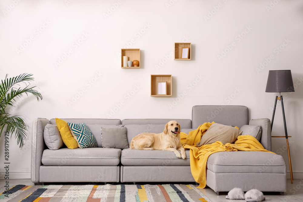 Modern living room interior. Cute Golden Labrador Retriever on couch - obrazy, fototapety, plakaty 