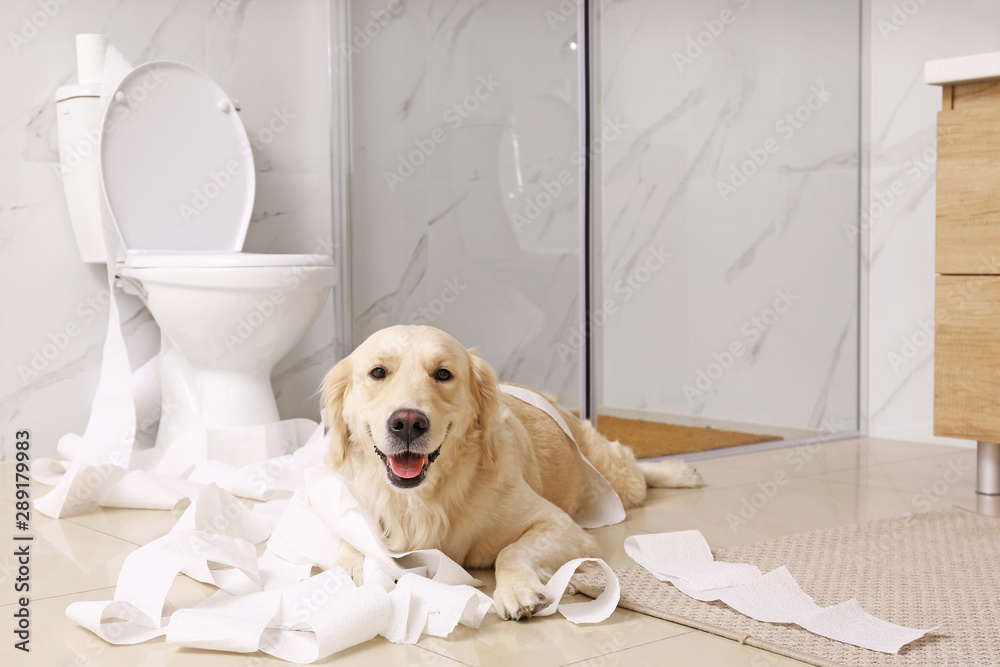 Cute Golden Labrador Retriever playing with toilet paper in bathroom - obrazy, fototapety, plakaty 