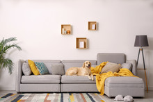 Modern Living Room Interior. Cute Golden Labrador Retriever On Couch