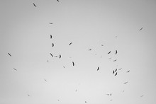 Silhouette Of F Lock Of Vultures Flying Above Hill In Black And White, Spooky
