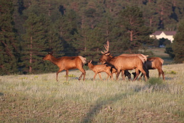 Poster - a large herd of elk