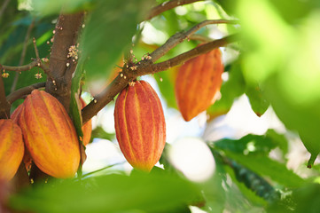 Cacao tree branch