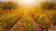 Golden light saturates a French vineyard during the autumn harvest season, its long symmetrical rows of grape vines changing color from green to red and gold.