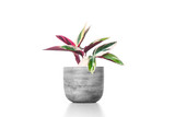 Fototapeta  - Gorgeous houseplant Maranta in cement vase pot  isolated on white background