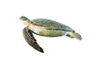 Isolated green turtle sideview with white background