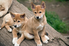 The Two Dingo Puppies Are On A Log