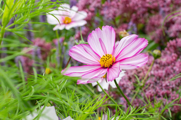 Wall Mural - Cosmos flower white with yellow stamens in nature fresh rural landscape background