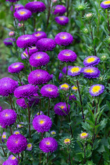 Wall Mural - Many colors of Callistephus chinensis violet blue. Garden aster bloom in the garden, vertical
