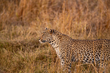 Wall Mural - Female leopard trying to get the attention of a nearby male leopard