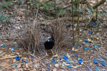 A male satin bowerbird, ptilonorhynchus violaceus, tends his bower which he has decorated with blue coloured objects. In Lamington National Park, Queensland, Australia.