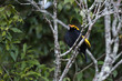 A wild, male regent bowerbird, sericulus chrysocephalus, perched in a tree in Lamington National Park, Queensland, Australia.