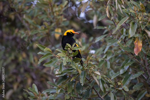 Cuadros en Lienzo A wild, male regent bowerbird, sericulus chrysocephalus, perched in a tree in Lamington National Park, Queensland, Australia
