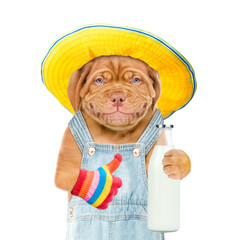 Smiling puppy farmer with summer hat, bottle of the milk showing thumba up.  isolated on white background