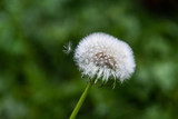 Fototapeta  - Close up of dandelion, very selective focus