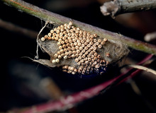 Egg Cluster Of Vapourer Moth, Also Known As Rusty Tussock Moth.