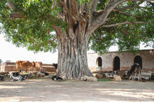 Livestock Cattle Under The Pipal Tree