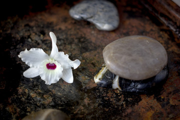 Canvas Print - Spa concept - orchid flower with stones for spa therapy