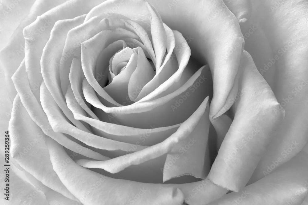white rose on black - obrazy, fototapety, plakaty 