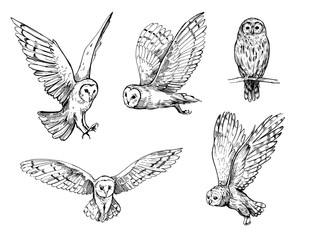 owl sketch. hand drawn illustration converted to vector