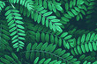 Closeup of green leaves of acacia background.