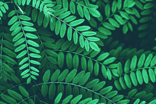 Closeup Of Green Leaves Of Acacia Background.