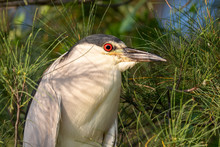 Portrait Of A Black Crowned Night Heron Perched On A Branch 