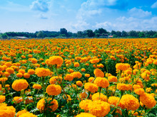 A Beautiful Marigolds In The Flowers Garden With The Blue Sky Background
