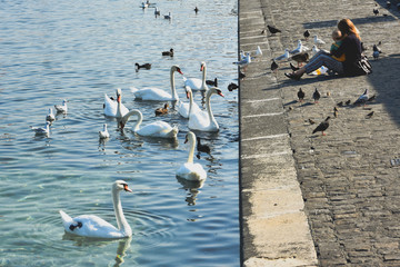 Sticker - Recreation in Geneva city on the shore of Leman lake, Switzerland.