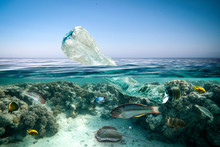 Underwater Photo Of Ocean And Plastic Bottle. Free Space For Your Decoration. 