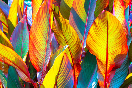 Fotomural background, colorful, leaves, illuminated, by, sun, large shot