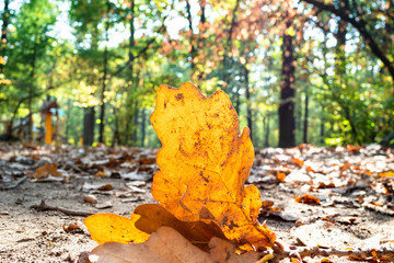 Wall Mural - orange leaves of oak tree lit by sun on ground
