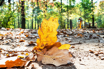 Wall Mural - orange leaves of oak tree on meadow in city park