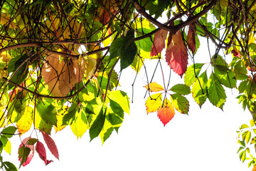 Wall Mural - frame of natural twigs of Parthenocissus plant