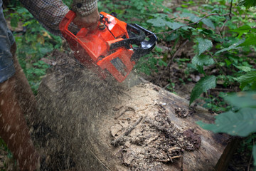 Canvas Print - Man cutting piece of wood with chainsaw