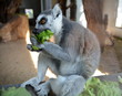 Lemur katta (Lemur catta)