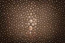 Genuine Brown Stingray Skin Closeup. Super Macro Leather Texture Background