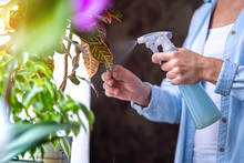 Woman Sprays Plants In Flower Pots. Housewife Taking Care Of Home Plants At Her Home, Spraying Flowers With Pure Water From A Spray Bottle