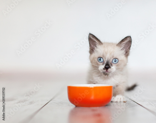 Kitten eating food from bowl Poster Mural XXL