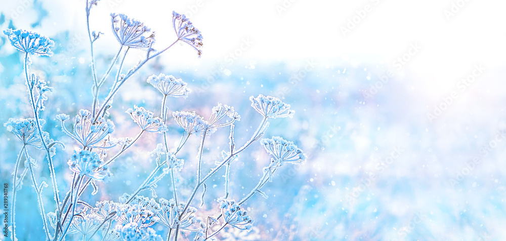 beautiful winter landscape. frozen grass in frost day. clear frosty weather of winter. winter season background. copy space. soft selective focus - obrazy, fototapety, plakaty 