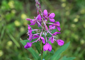 Wall Mural - Chamaenerion angustifolium, known as fireweed, great willowherb and rosebay willowherb