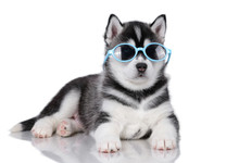 Cute Fluffy Siberian Husky Puppy In Glasses Lying On A White Background, Black And White Puppy
