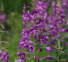 Wall Mural - Chamaenerion angustifolium, known as fireweed, great willowherb and rosebay willowherb