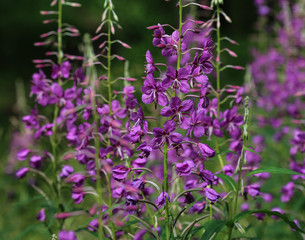 Wall Mural - Chamaenerion angustifolium, known as fireweed, great willowherb and rosebay willowherb