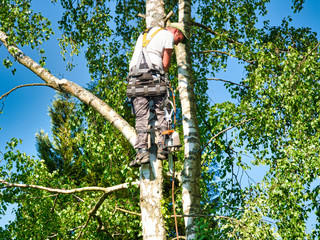 Canvas Print - Mature male tree trimmer high in birch tree, 30 meters from ground, cutting branches with gas powered chainsaw and attached with headgear for safe job